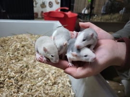 Female friendly rats