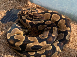 Female bull python in need of new home