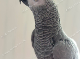 African Grey Female Very Talkative