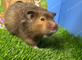 Stunning Syrian Hamster Girl Female Pedigree
