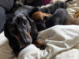3, eight weeks old mini dashund