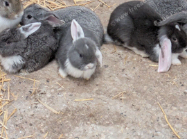 Rabbits for sale!