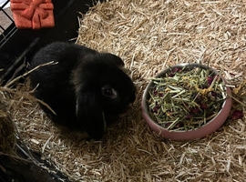 Black otter mini lop doe