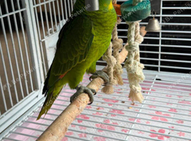 Hand reared baby Amazon