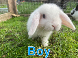 Baby mini lion lops for sale