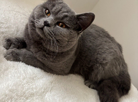 Beautiful British Blue Boy Billy for Stud
