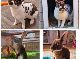 Two beautiful rabbits Buck and Doe