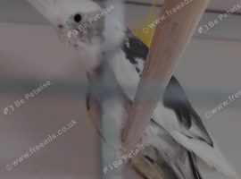 Two hen cockatiels for sale