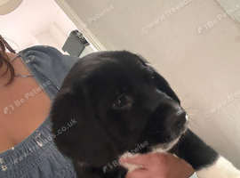 Cocker spaniel/ Labrador
