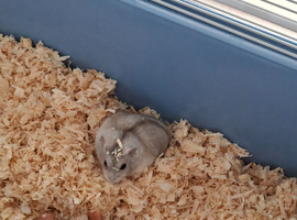 Meet Tilly a Small Russian Dwarf Hamster in her little home with accessories