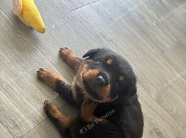 Beautiful German bloodline Rottweiler puppies