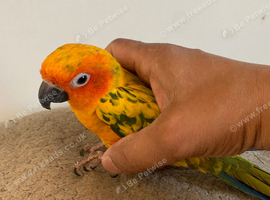 Super tame baby sun conure