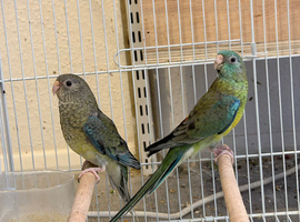 Red Rumped Parakeet Male and Female