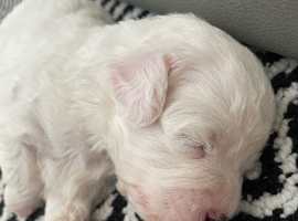 Bichon puppy