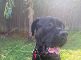 Cane corso rehome