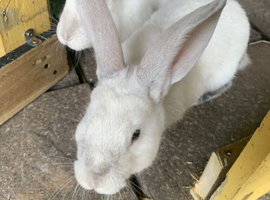 Continental giant cross with mini lop
