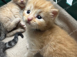 BEAUTIFUL KITTENS TO RESERVE