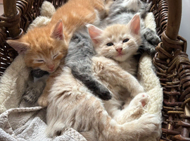 Kittens for sale