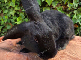 Adorable giant cross kits looking for loving homes