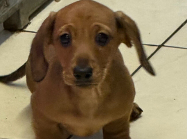 Stunning mini dachshund puppies