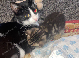 Kittens ready now
