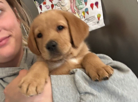 Ready now!!! Beautiful fox red Labrador