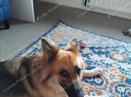 FEMALE GERMAN SHEPHERD