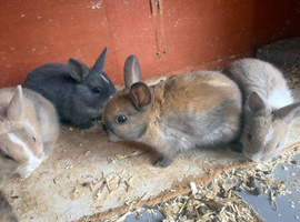 Baby rabbits