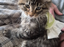 Famale Maine Coon