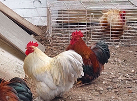 Cockerels in need of new homes