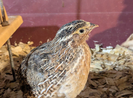 Male quail