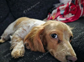Piebald female miniature dachshund