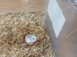 Dwarf hamster