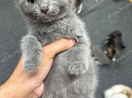 Kitten grey female beautiful  BHS