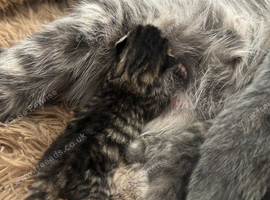 Two beautiful male tabby kittens