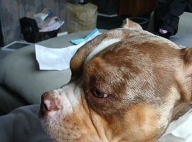 Pocket bully