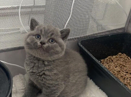 GCCF british shorthairs