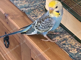 Cute Hand Tame Budgies and Cages