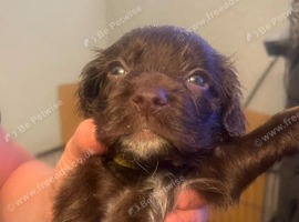Cocker spaniel puppies