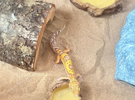 Albino Leopard Gecko