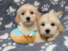 Maltipoo puppy boys available