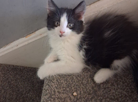 kittens for sale