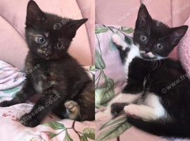 2 GIRLS NEEDING FOREVER HOMES