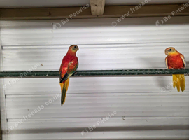 Turk parreakeet