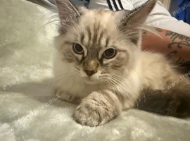 10 month old Rag Doll