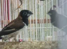 Black-faced Munia