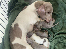 Litter of 4