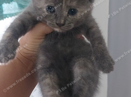 Kittens