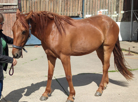 Smart 15.2hh/15.3hh 3yo Gelding, Registered Part Bred Appaloosa &ndash; Perfect Project