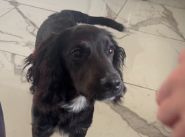 Cocker spaniel for sale